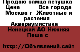 Продаю самца петушка › Цена ­ 700 - Все города, Москва г. Животные и растения » Аквариумистика   . Ненецкий АО,Нижняя Пеша с.